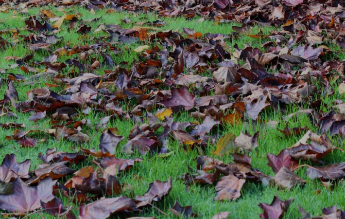 Kan ik bladruimen met mijn grasmaaier?